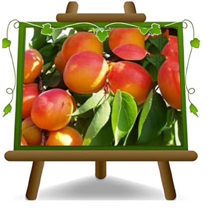 EURO PLANTS VIVAI Albicocco Pellecchiella su Vaso ø 20 cm Pianta da Frutto Antico Autofertile - Altezza 150~170 cm - Età 2 Anni