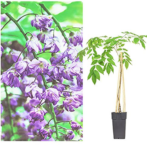 Echte Wisteria Pflanze japanischer Blauregen in verschiedenen Farben - BLAU ROSA WEISS WINTERHART mehrjährig Kletterpflanze für Balkon und Garten (Blau)