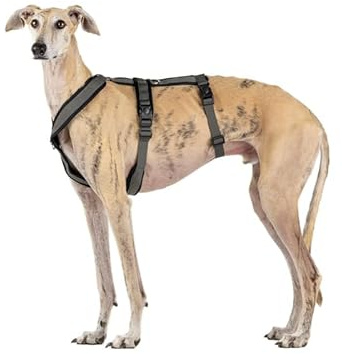 Imbracatura a 3 Punti Anti-scappamento - Ideale per Lebreles: Levriero Italiano, Whippet, Levriero, Podenco - Sicuro, Traspirante e Duraturo - Perfetto per camminare, allenare e correre - ANTRACITA,