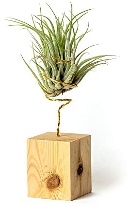 PLANDAIRE Piante Tillandsia Vera Sospesa Scaposa con Supporto - Piante Aeree Vive - Pianta Figlia del Vento Pianta Vera da Interno - Air Plant - Piante da Casa Piante d'Aria (Legno di Pino)