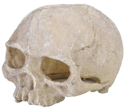 Reptilienhaut Harz Schädel Aquarium Dekoration Höhle, Aquarium Dekoration Felsenhöhlen Fischhaus Verstecke Tunnel Aquascape Ornamente