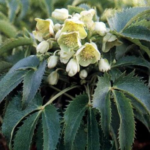 6 x Hosta 'Francee' - Godet 9x9cm - Feuillage panaché vert et blanc, floraison estivale, bordures