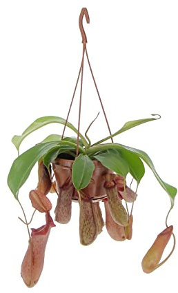 KENTIS - Pianta Nepenthes - Monkey Jars - Piante Vere da Interno - Pianta Carnivora Vera Cattura Mosche Insetti - Vaso Ø 14 cm