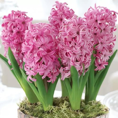 Hyazinthen zwiebeln, hyazinthen knollen kaufen,duftend, winterhart, einfach zu züchten, Blumenzwiebeln, Grünpflanzen, Garten, große Blumen-2zwiebeln-D