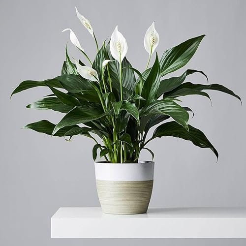 Prestige Plant Live Peace Lily Plant – 30–40cm Tall – Air-Purifying Indoor Houseplant with Elegant White Blooms – Easy Care Spathiphyllum in Pot – Ideal for Home or Office Decor