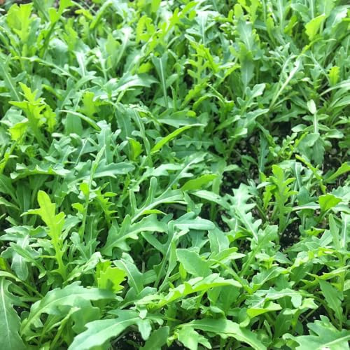 Semi di rucola, semi di da giardino Eruca vescicaria, balcone di acquistare di invernali regali sostenibili 100pcs