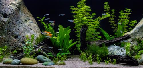 PondPlantsUK - Mixed Amount of Tropical Aquatic Plants No Lead (10 Live Aquarium Plants)
