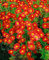 Chrysanthemum x hort.'Fellbacher Wein' ca. 9x9 cm Topf - Garten-Chrysantheme, weinrote Blüten, Blütezeit Herbst, ideal für Beete und Kübel, pflegeleicht