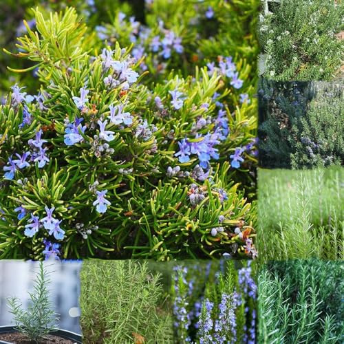 10 piezas semillas de romero perenne resistente semillas jardín balcón rocas resistentes