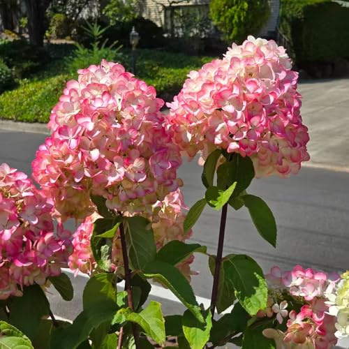 hortensia panícula - jardín balcón que prefieren la sombra, 2Plantas