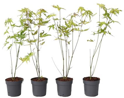 Plant in a Box - Érables du Japon - Set de 4 - Acer palmatum 'Orange Dream' - Hauteur 25-40cm - Pot 10,5cm - Plante d’extérieur - Vert - Orange
