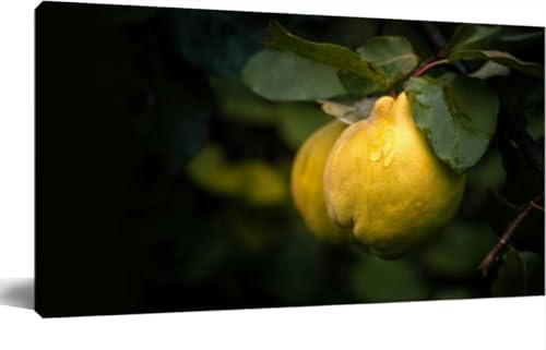 JOPZEMTYED Wall Art Frame Gallery Wall Decor Ripe yellow quince fruits rain drops grow quince tree green foliage at Modern Canvas Prints Artwork for Living Room Bedroom Office Kitchen 24x48Inch