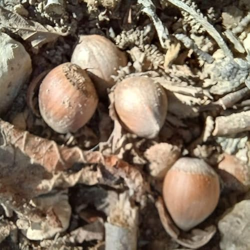 Avellanas de Benassal 1KG