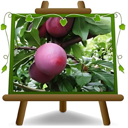 EURO PLANTS VIVAI Prunier Santa Rosa Saint Rose plante fruitière ancienne en pot 20 cm hauteur 150~170 cm - Âge 2 ans