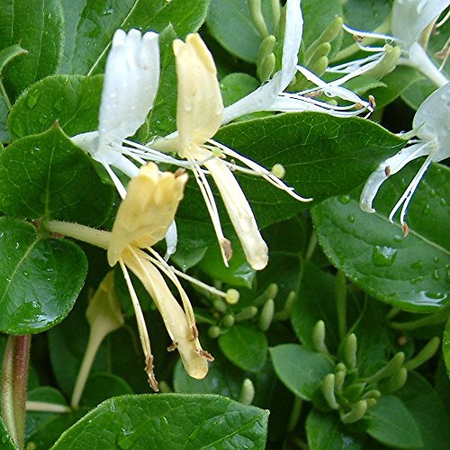 Lonicera japonica 'Halliana' è un rampicante arbustivo resistente con fiori profumati bianchi e gialli. Vaso da 2L