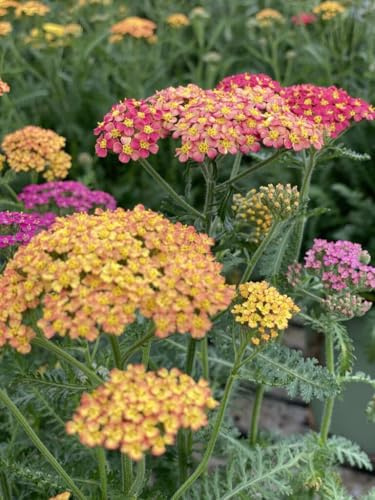 100 semi di Achillea Millefoglie - Pianta Perenne