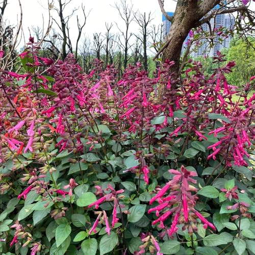 Salvia de fuego - Salvia splendens perennes resistentes, jardín semillas silvestres balcón semillas interior decoración 25pcs
