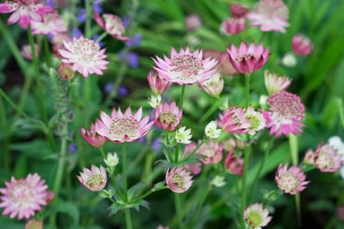 Astrantia major 'Rosea' 11x11 cm Topf – Winterhart, Mehrjährig, Pflegeleicht – Sterndolde – Staude für Beet & Garten