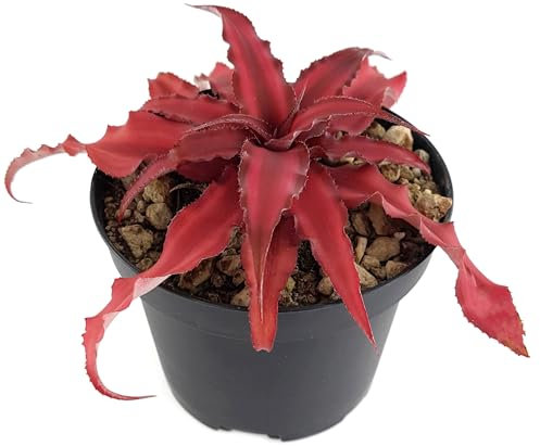 Fangblatt - Cryptanthus bivittatus 'Pink Star' - rosa Versteckblüte - dekorative Zimmerpflanze im Ø 9 cm Topf - Ideal für farbenfrohe Akzente