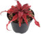 Fangblatt - Cryptanthus bivittatus 'Pink Star' - rosa Versteckblüte - dekorative Zimmerpflanze im Ø 9 cm Topf - Ideal für farbenfrohe Akzente