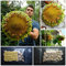 Girasole gigante '' Tarahumara Great White '' ~ 35 semi di alta qualità - EXTRA RARE