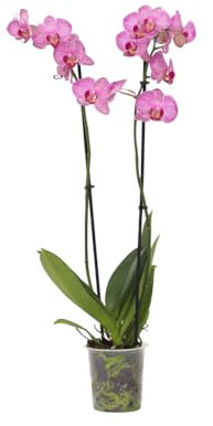 Plant in a Box - Phalaenopsis - Orchidée Pourpre - Plante d'intérieur à fleurs - Aime les chats - Pot 12cm - Hauteur 50-60cm