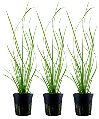 AquaOne Akvarium växt 3 stycken Cyperus helferi I vattenväxt akvarieväxt utlöpare helt rotad lätt att rengöra aquascaping dekoration