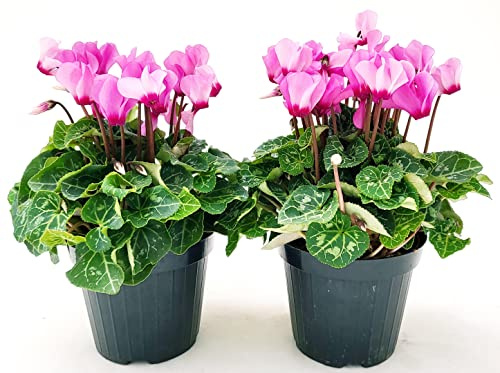 POWERS TO FLOWERS - CICLAMINO A FIORE PICCOLO PROFUMATO, CICLAMINO MINI ROSA, 2 PIANTE, VASO 10CM, piante vere
