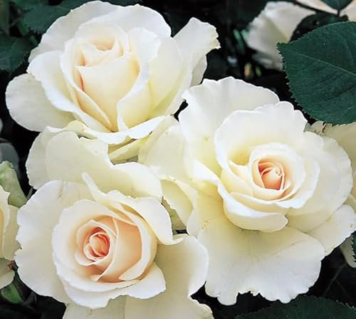 Margaret Merril - 3Lt Potted Floribunda Bush Rose Plant - White Strong Fragrant Rose