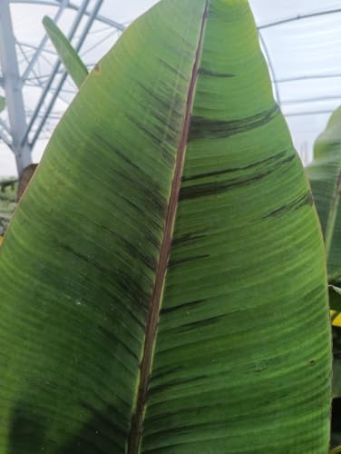 Musa sikkimensis 'Ever red' / Bananier du Sikkim tricolor/Conteneur de 5 à 6 litres/Plante Caduc/Sans feuilles en hiver