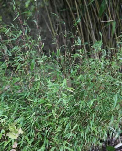 Plant Theory 50cm - 70cm Dragon Head Bamboo Plant Fargesia Rufa 2 Litre Pot