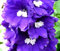 DELPHINIUM KING ARTHUR Delphinium Cultorum - 55 Bulk Seeds