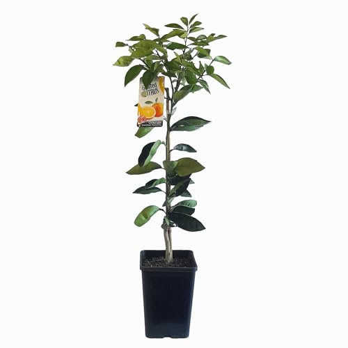 Árbol de Naranjo Natural Auténtico Una Explosión de Sabor en tu Jardín