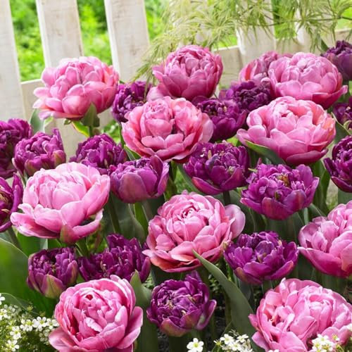 Bulbes de Tulipes Purple Explosion (20 pièces) - Tulipes Exclusives des Pays-Bas - Rustiques et Vivaces pour Jardin - Pots - Balcon d'Amsterdam (gros bulbes, pas de graines, non artificiels)