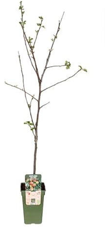 Malus Domestica Jonagold - Manzana (diámetro 19 cm, 60 cm)