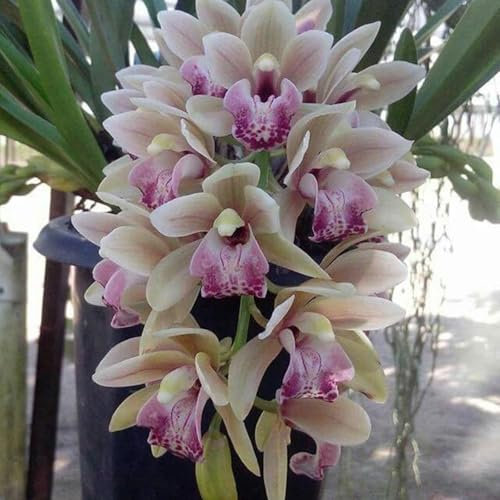 Cymbidium orchid bulbi,Orchidea del cymbidium,cymbidium pianta vera,Piante erbacee perenni,cymbidium planta,Decorazione del giardino(non fiori artificiali,senza semi)-5 bulbi-B