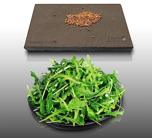 500 graines à semer - Le Grenier d'Abondance - ROQUETTE - Eruca sativa