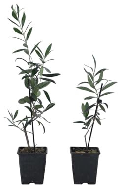 Plant in a Box - Olea Europaea - Olivier - Set de 2 - Pot 9cm - Hauteur 25-40cm