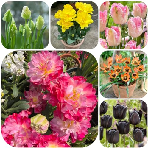 bulbi di tulipano perenni resistenti, resistenti, giardino tulipano da balcone, decorazione giardino esterno aconito invernale, balcone trice 2pcs