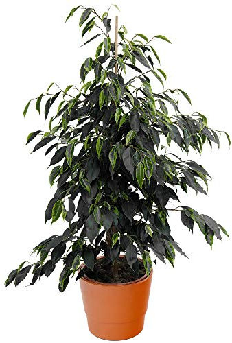 1 x Evergreen Ficus Danielle | Best Indoor Plants | 30-40cm Potted Weeping Fig