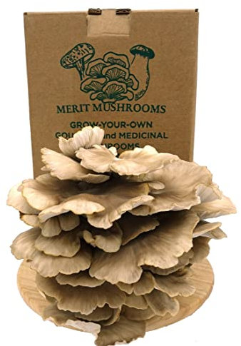 Merit Mushrooms - Large Summer Oyster Mushroom Growing Kit | Ready-to-Grow | Cut and Spray | Mushrooms in as Little as 2 Weeks | Grow Your Own Mushrooms