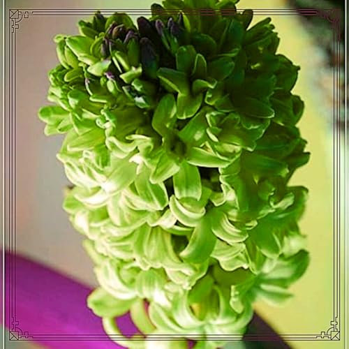 Hyazinthen Zwiebeln Hyazinthen zwiebeln winterhart Hyazinthen zwiebeln Dekorative Pflanzen FüR Den Garten Hyazinthen rhizome Hyazinthen zwiebeln