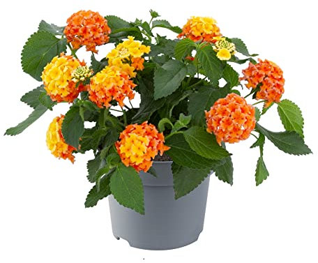 Planta Lantana Camara Natural La Flor que Dará un Toque Romántico a Tu Terraza