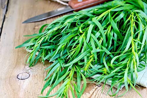 CEMEHA SEEDS - Seeds Tarragon Estragon Non GMO Herbs for Planting