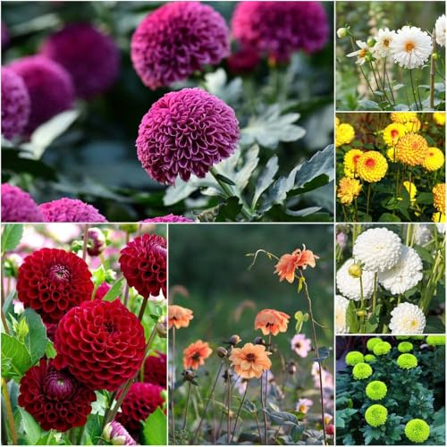 Bulbos de dalia - Comprar bulbos de dalia resistentes para balcones temprana perennes 15pcs