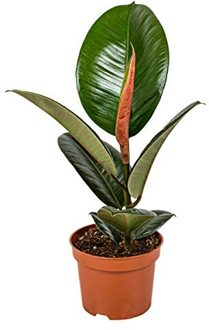 Bloomique - Ficus Elastica Robusta - Gummibaum - Zimmerpflanzen - Luftreinigend - pflegeleicht - Höhe 30-40 cm - Topf 12 cm