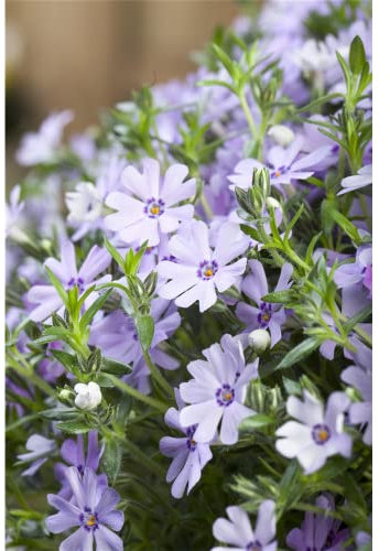 Teppich-Phlox oder Teppich-Flammenblume, blau - Phlox subulata, im Topf 11 cm - 11cm