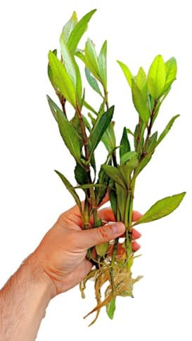 Floratica HYGROPHILA Corymbosa - XLarge - Rooted Live Aquarium Aquatic Plants Fish Tank (5)