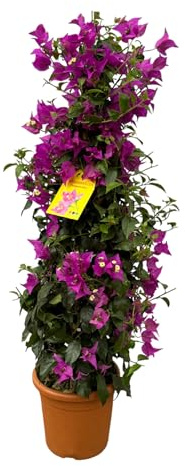 Trendyplanter - Bougainvillea buske - trädgårdsväxt - höjd 70-90 cm - krukstorlek Ø17 cm