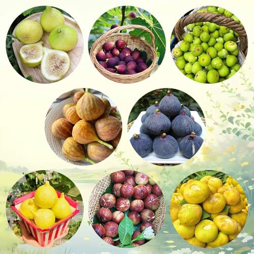 feigenbaum zimmerpflanze samen - feigen samen winterhart, obstsamen, winterfeste pflanzen für balkon feigen baum samen, pflanzen anzucht, grünpflanzen zimmerpflanzen obstbaum, obst 350pcs